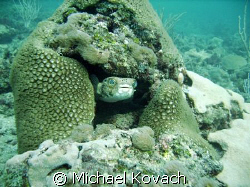 Puffer fish peeking out from coral on the first reefline ... by Michael Kovach 